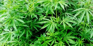 cannabis use in strata buildings